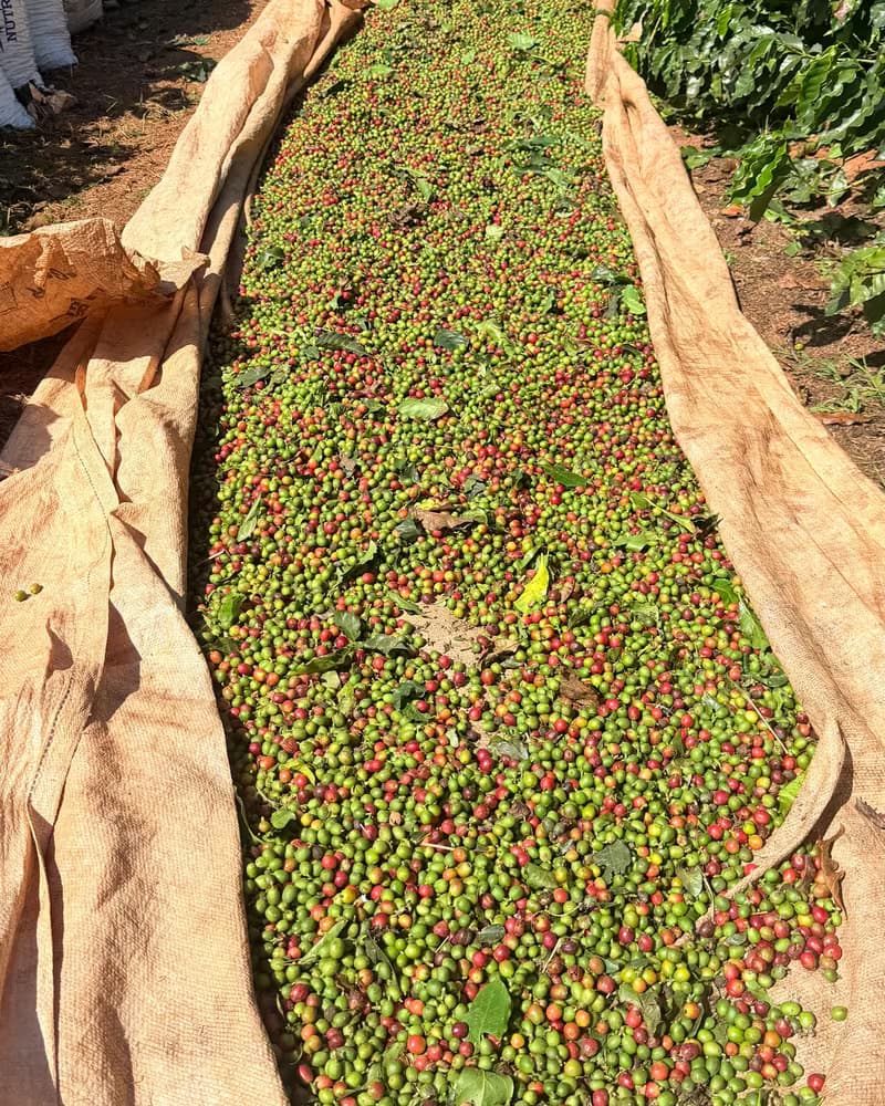 Pano de colheita estendido na rua da lavoura, coberto de cereja de café vermelha e verde recém-colhida.