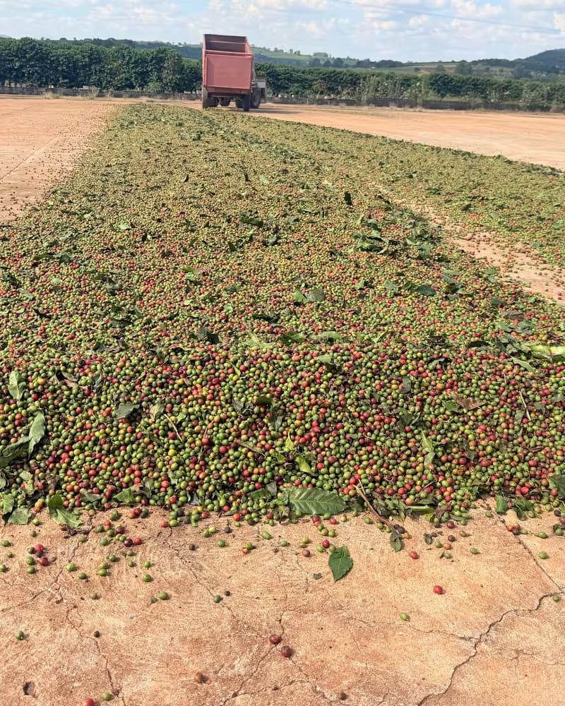 Cereja de café espalhada em camada fina no terreiro de concreto para secagem ao sol.