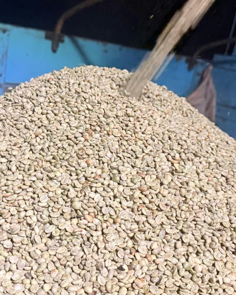 Café verde beneficiado sendo despejado em monte dentro do armazém da propriedade.