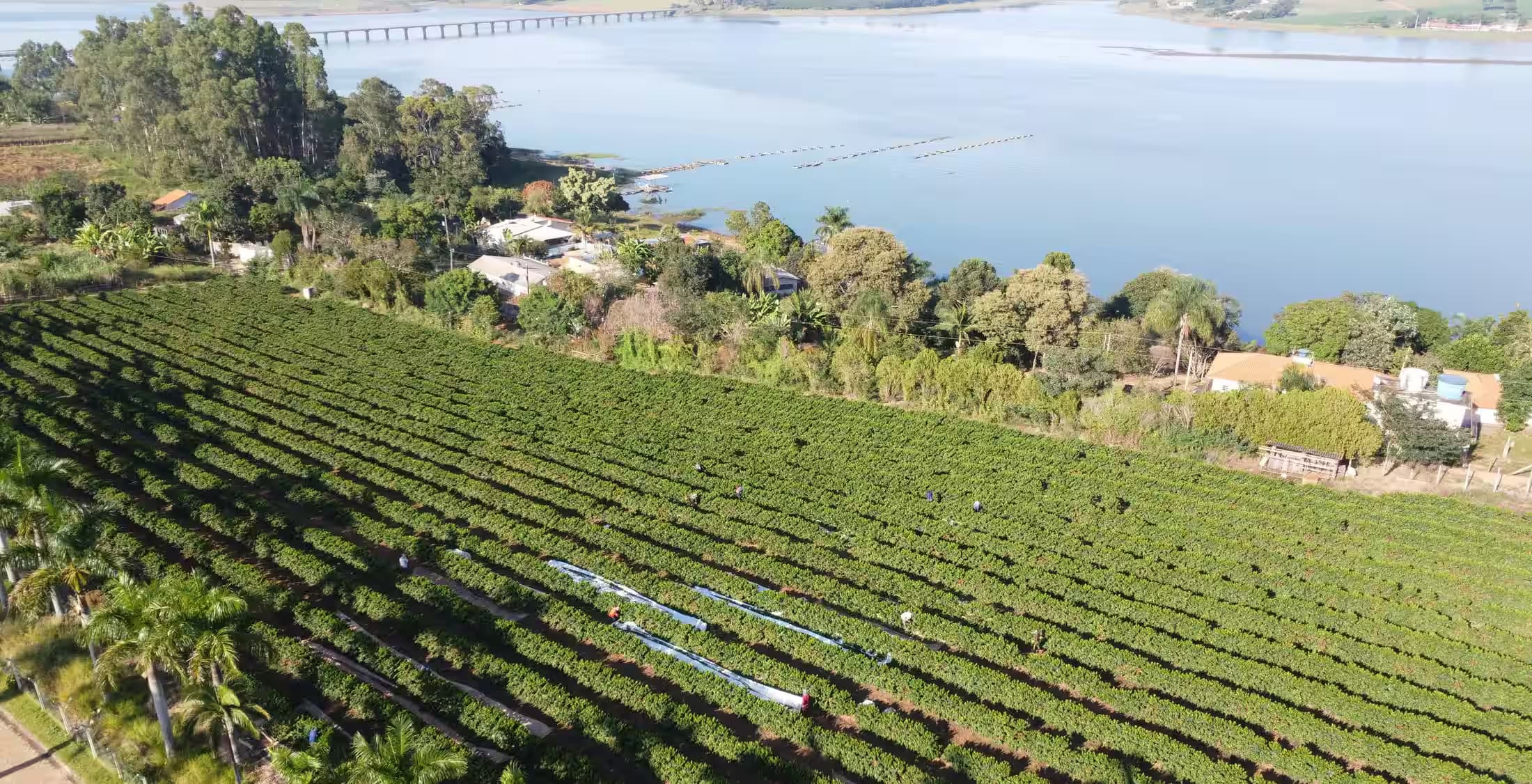Vista aérea da lavoura de café do Pontal das Amoras, com as ruas descendo até a água da Represa de Furnas, em Campos Gerais, Minas Gerais.