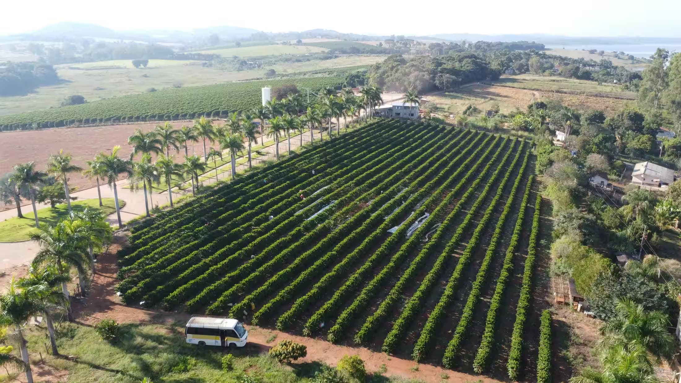 Lavoura de café do Pontal das Amoras vista do alto, com os morros de Campos Gerais e a Represa de Furnas no horizonte.